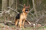 BERGER ALLEMAND 1049